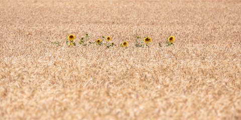 Ένα λιβάδι στάχυα: Η ώρα της συγκομιδής του σταριού και η απόλυτη καλοκαιρινή εικόνα 