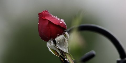 Η άλλη όψη της κακοκαιρίας: Ένα μπουμπούκι τριαντάφυλλου έτοιμο να ανθίσει 