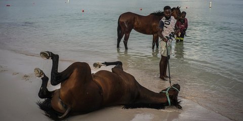 Άλογα στεγνώνουν στην άμμο της παραλίας στα Barbados, έπειτα από το καθημερινό τους μπάνιο στις μαγικές ακτές... (AP Photo/Ramon Espinosa)