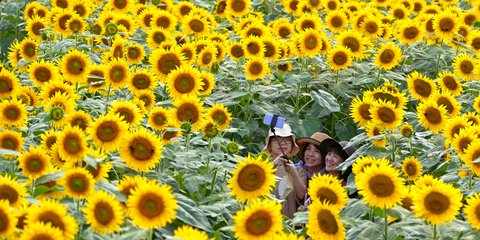 Τουρίστες ποζάρουν με φόντο τα ηλιοτρόπια στο Hokuto της Ιαπωνίας 