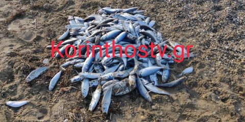 Πολλά νεκρά ψάρια ξεβράστηκαν σε παραλία της Κορίνθου