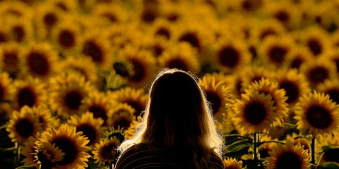 Μια γυναίκα ατενίζει λιβάδι με ολάνθιστα ηλιοτρόπια στο Κάνσας των ΗΠΑ 