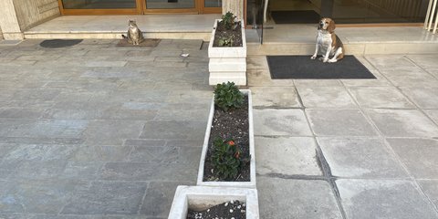 Μία γάτα και ένας σκύλος σε ρόλους «θυρωρών» στη Νέα Σμύρνη / Φωτογραφία: iefimerida