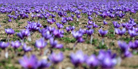 Συγκομιδή του κρόκου Κοζάνης 