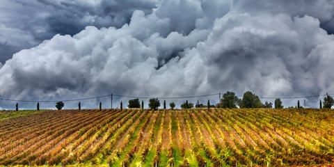 Δεν είναι αμπελώνας στην Τοσκάνη, αλλά στην Επανομή Θεσσαλονίκης