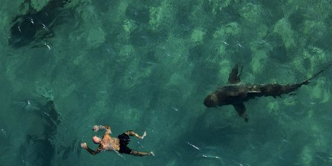 Τα ζεστά νερά σε μια παραλία του Ισραήλ έχουν προσελκύσει καρχαρίες και ένας τολμηρός άνδρας δεν διστάζει να κολυμπήσει δίπλα τους