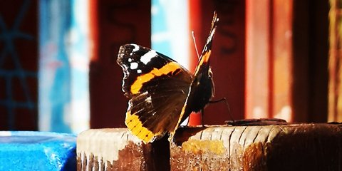 Μια ωραία πεταλούδα...