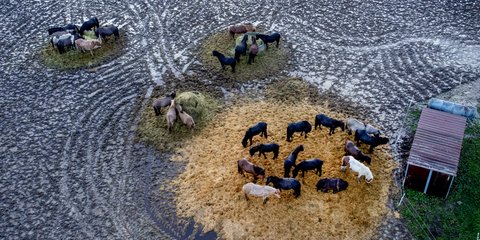 Λογικά... άλογα: Αποφεύγουν τη λάσπη, σε φάρμα στη Γερμανία 
