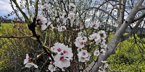 Σημάδια Ανοιξης! Ανθισμένες αμυγδαλιές στην Αργολίδα/Eurokinissi