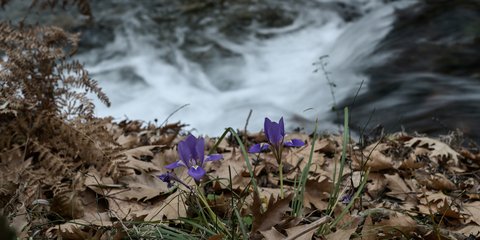 Ποταμός Κάστορας στην Λακωνία: Η άνοιξη ξυπνά τη ζωή