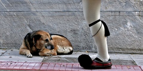 Παγκόσμια Ημέρα Αδέσποτων Ζώων 