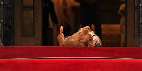 Ο Πίνατ, ο σκύλος του Κυριάκου Μητσοτάκη, έχει όρεξη για παιχνίδια στη μοκέτα του Μαξίμου 