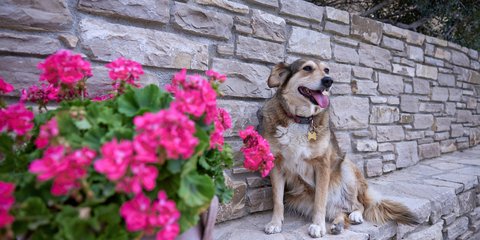 Αδέσποτο ζώο