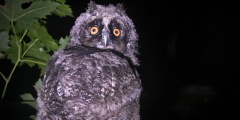 Νανομπούφος