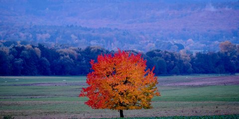 Τα χρώματα του φθινοπώρου σε μια φωτογραφία, κάπου κοντά στην Φρανκφούρτη