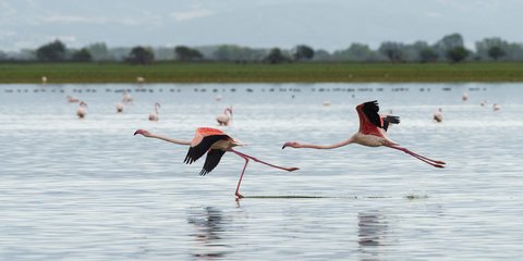 Η μαγεία ενός ζευγαριού ερωδιών που ετοιμάζονται για.. απογείωση στη λίμνη Κερκίνη