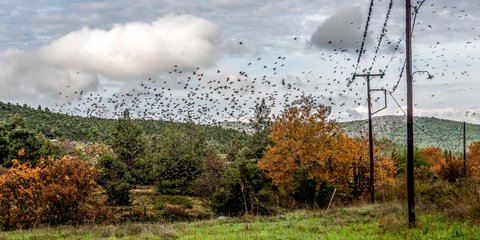 Ψαρόνια στο φθινοπωρινό σκηνικό της Εύβοιας