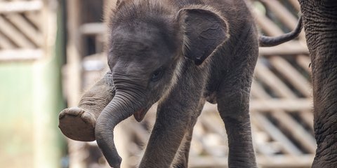 Kama: Ένας παιχνιδιάρης μικρός ελέφαντας της Σουμάτρας