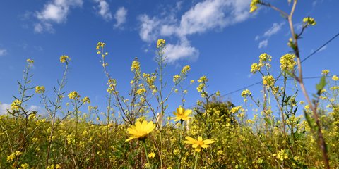Μύρισε Άνοιξη μέσα στον Φλεβάρη