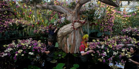 Πολύχρωμη παλέτα χρωμάτων: Ορχιδέες σε κήπο του Λονδίνου 