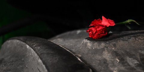 Ένα κόκκινο γαρύφαλλο σε λάστιχο τρακτέρ αγρότη στο Σύνταγμα 