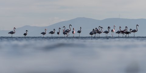 Παγκόσμια Ημέρα Υρότοπων 2024 