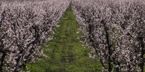 Ανθισμένες αμυγδαλιές 