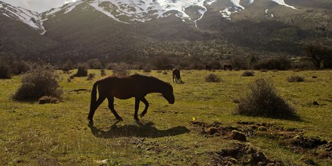 Όρος Ζήρεια