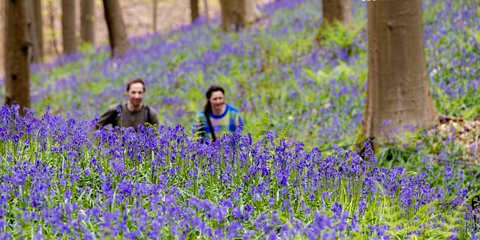 Λιβάδι με υάκινθους στο Βέλγιο 
