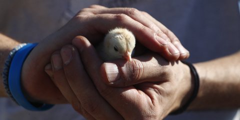 Ένα κοτοπουλάκι σώθηκε από τη φωτιά στη Βάρης-Κορωπίου