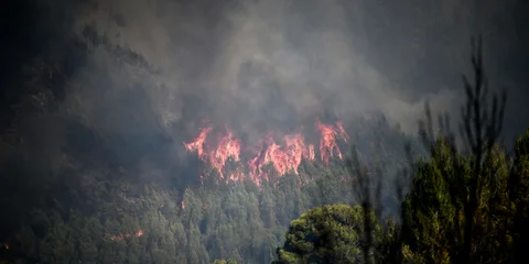 Fire burns forest area