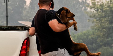 Η μανία της φωτιάς πλησιάζει και οι κάτοικοι της Ηλείας σώζουν τα ζώα 