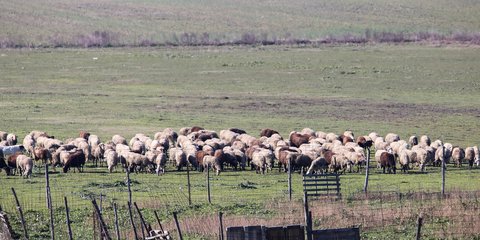 Αιγοπρόβατα 
