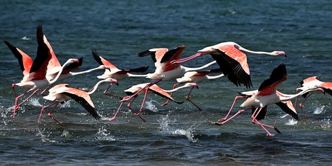 Μαγική εικόνα με κοπάδι φλαμίνγκο στον υδροβιότοπο Ναυπλίου 