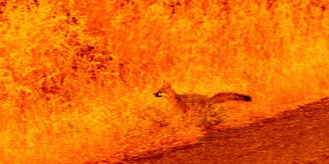 Η συγκλονιστική στιγμή που μια αλεπού προσπαθεί να ξεφύγει από την πυρκαγιά στην Καλιφόρνια