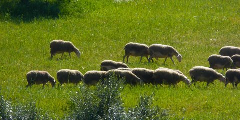 πανώλη, πρόβατα