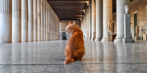 Στοά Αττάλου: Γάτα με... κίονες