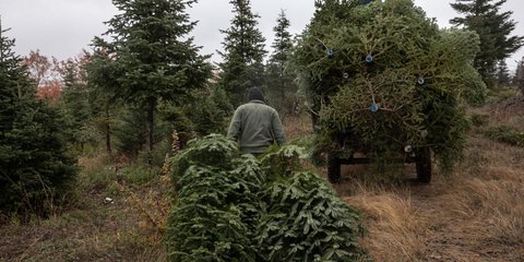 ελατα σε φορτηγο 