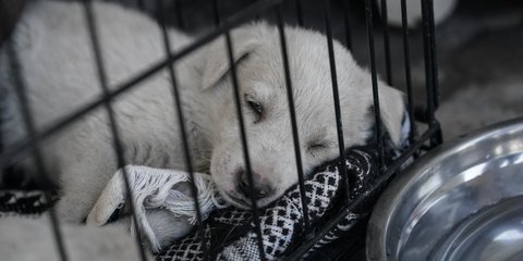 Σκυλάκι μέσα σε κλουβί