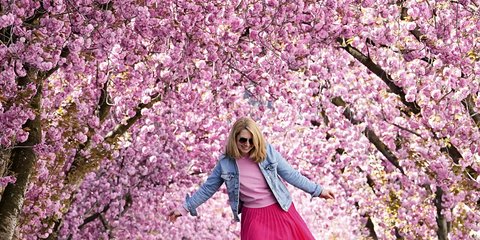 Ένας δρόμος «ντυμένος» με κερασιές στην Γερμανία / Φωτογραφία: AP Photo/Martin Meissner