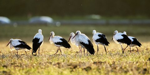 Πελαργοί κάθονται στη σειρά σε χωράφι στην Φρανκφούρτη