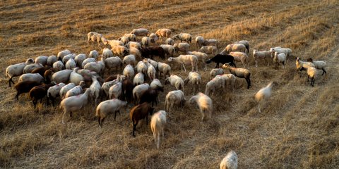 Αιγοπρόβατα