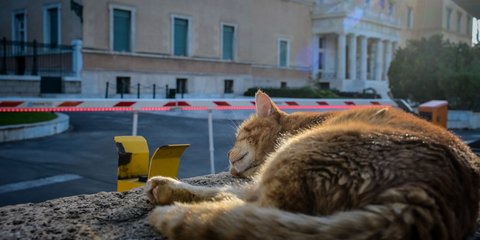 Στιγμές ξεκούρασης για μία γάτα έξω από τη Βουλή