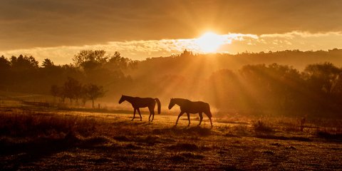 Ζευγάρι αλόγων με την αυγή, έξω από τη Φρανκφούρτη