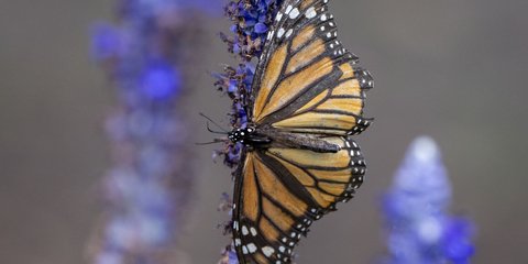 Μια ωραία πεταλούδα, που στις ΗΠΑ τριγυρνά