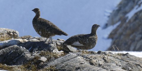 Δύο πουλάκια κάθονταν σε βράχο στην Αλάσκα