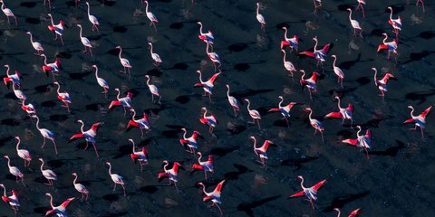 Έτοιμοι προς... απογείωση: Ερωδιοί στη λίμνη Κορώνεια, έξω από τη Θεσσαλονίκη