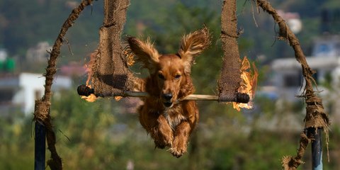 Ένας αστυνομικός σκύλος στο Νεπάλ εντυπωσιάζει με τις ικανότητές του
