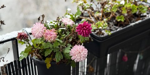 Φυτό που αντέχει το κρύο