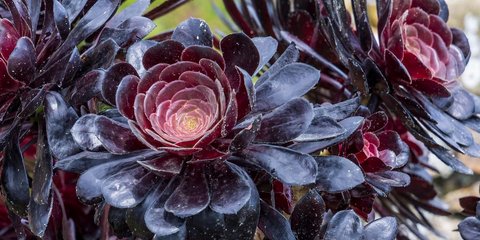 Το φυτό με τα μαύρα άνθη που μαγνητίζει τα βλέμματα -Δεν χρειάζεται φροντίδα και ταιριάζει παντού